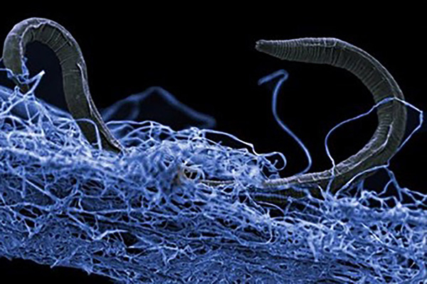 A nematode (eukaryote) in a biofilm of microorganisms. This unidentified nematode (Poikilolaimus sp.) from Kopanang gold mine in South Africa, lives 1.4 km below the surface. Image courtesy of Gaetan Borgonie (Extreme Life Isyensya, Belgium)